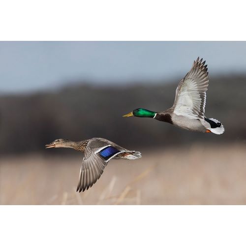 Mallard Duck Pair in Flight